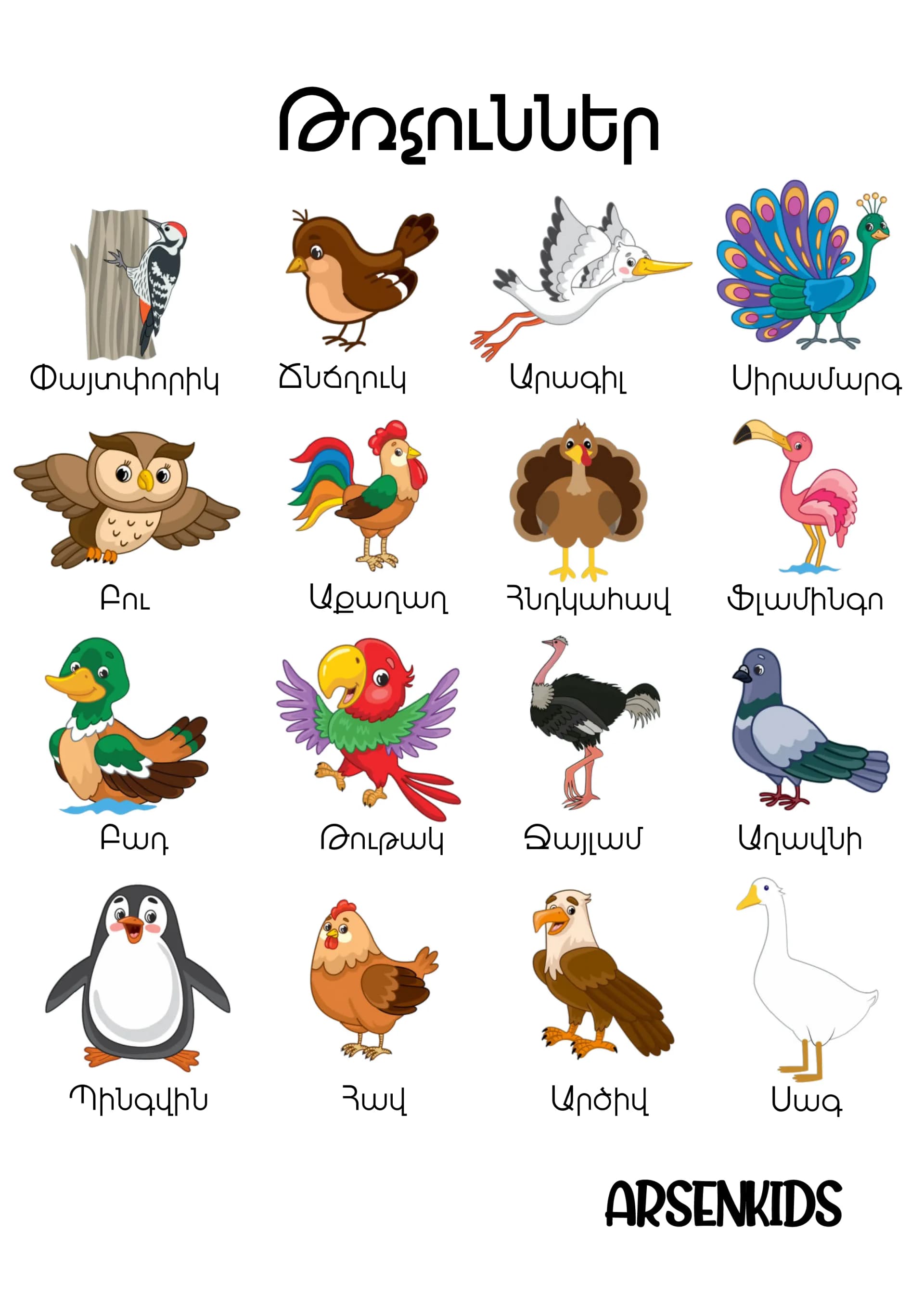 birds