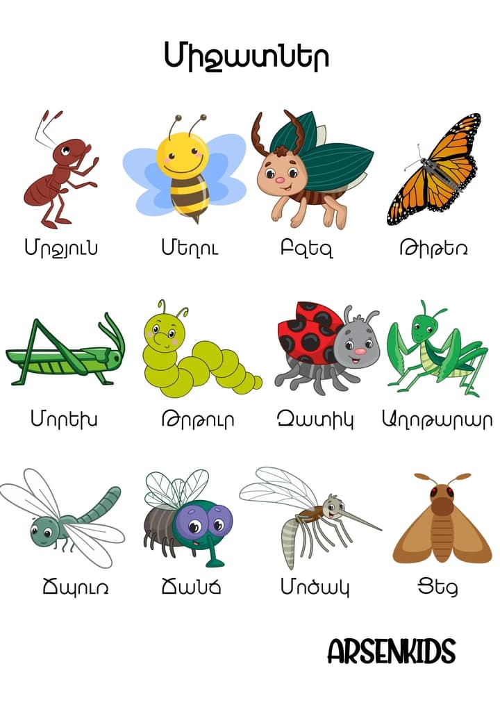 insects