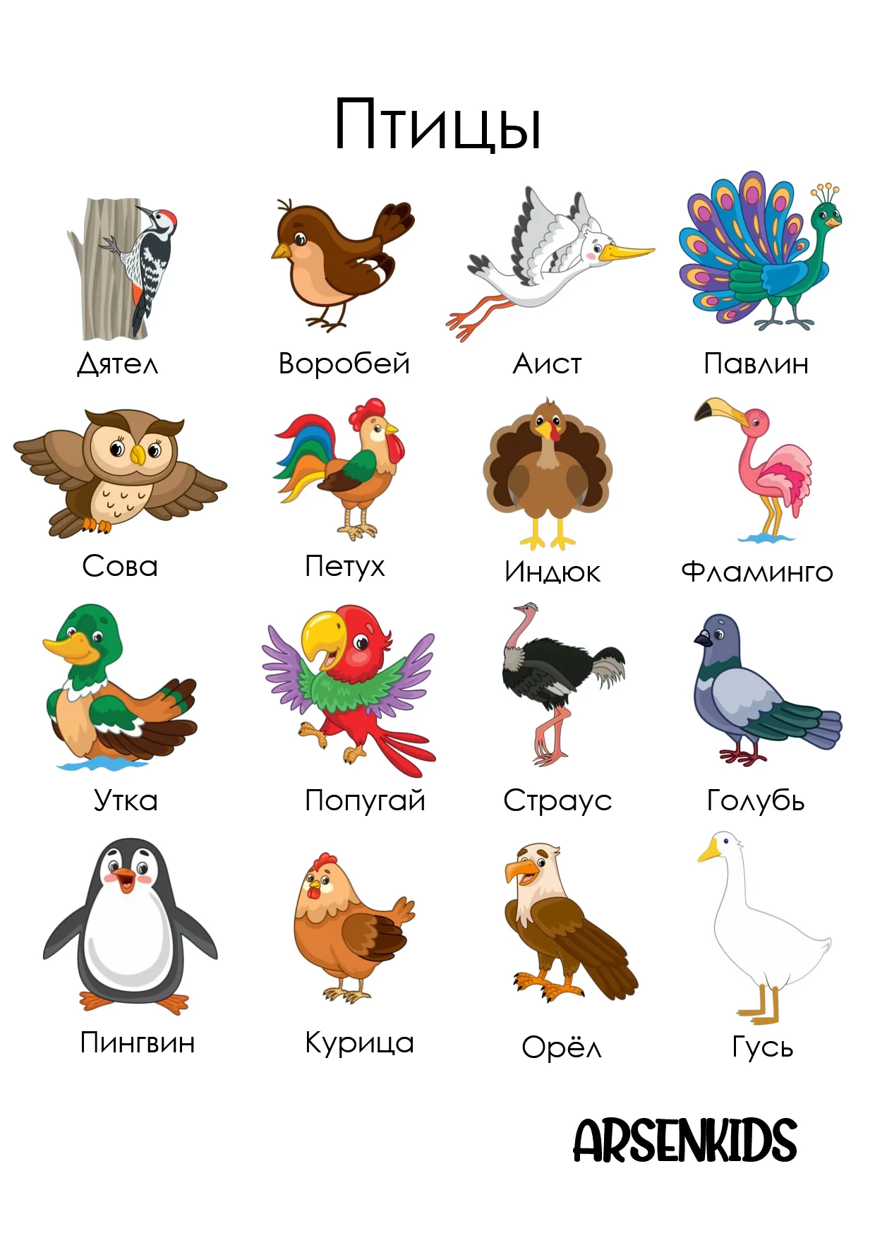 birds